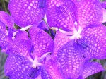 cat_icoon_orchidee